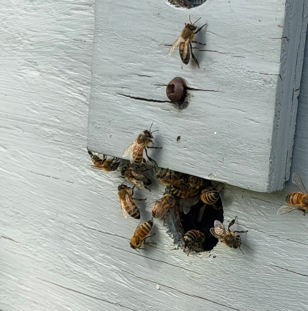 Caught a Swarm!