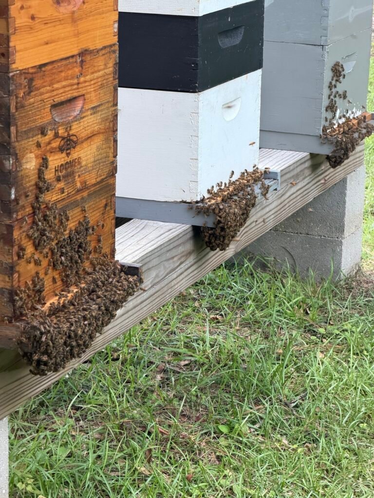 Busy Little Bees