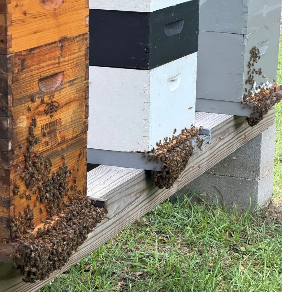 Busy Little Bees
